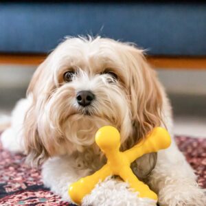 cute-dog-lying-on-a-rug-with-her-yellow-dog-toy-2021-08-30-14-35-24-utc.jpg